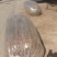 红木槿花小苗。代发货。保湿补水发货。成活率高包邮发货