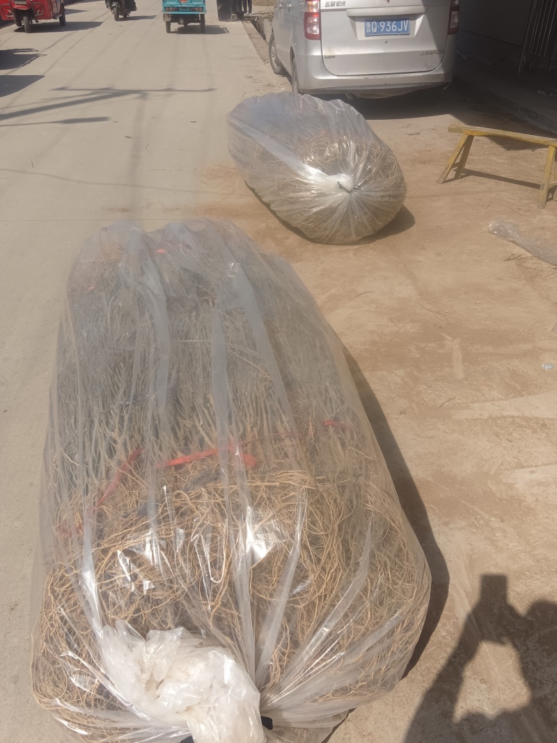 红木槿花小苗。代发货。保湿补水发货。成活率高包邮发货