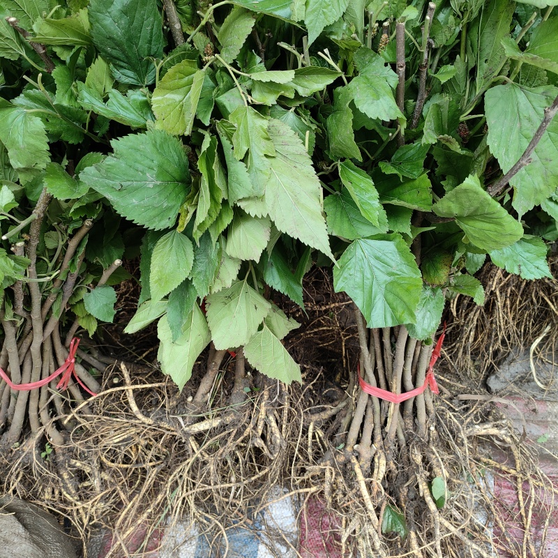 粤桑51#11生长力强，用途广泛，营养价值高。