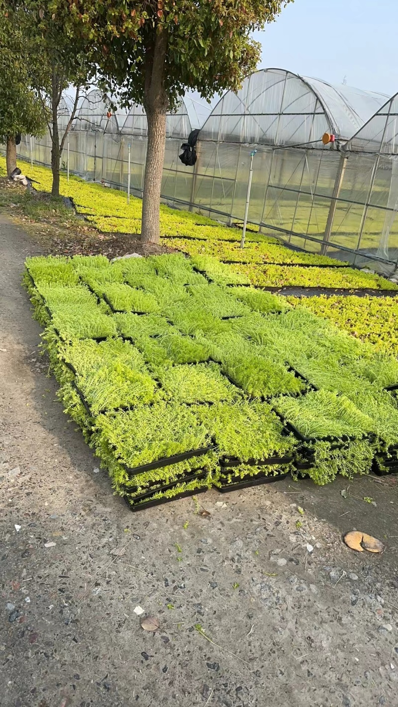 金叶佛甲草40x40托盘，正在热销中，欢迎在一亩田订购。