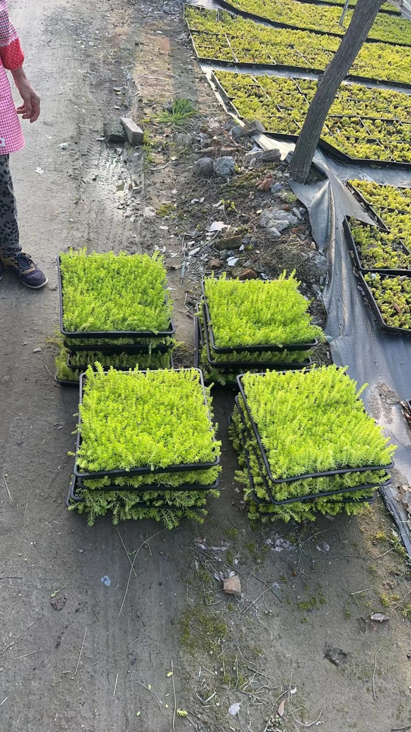 金叶佛甲草40x40托盘，正在热销中，欢迎在一亩田订购。