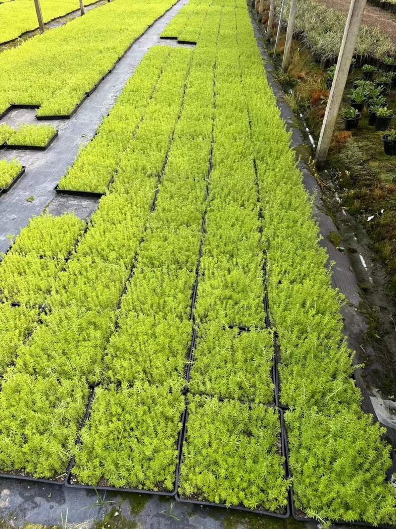 金叶佛甲草40x40托盘，正在热销中，欢迎在一亩田订购。