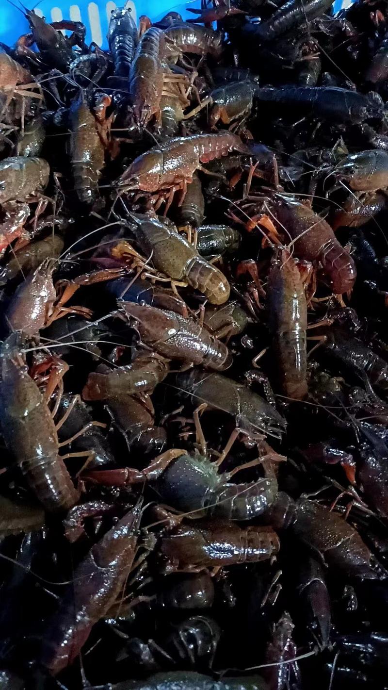 湖北小龙虾各种规格齐全肉质饱满全国发货保质保量