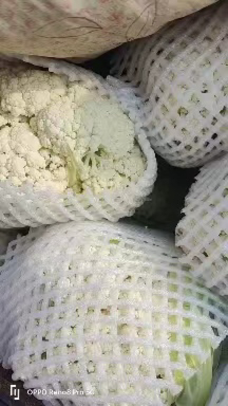 陕西精品松花菜大量上市中产地直供，全国发货
