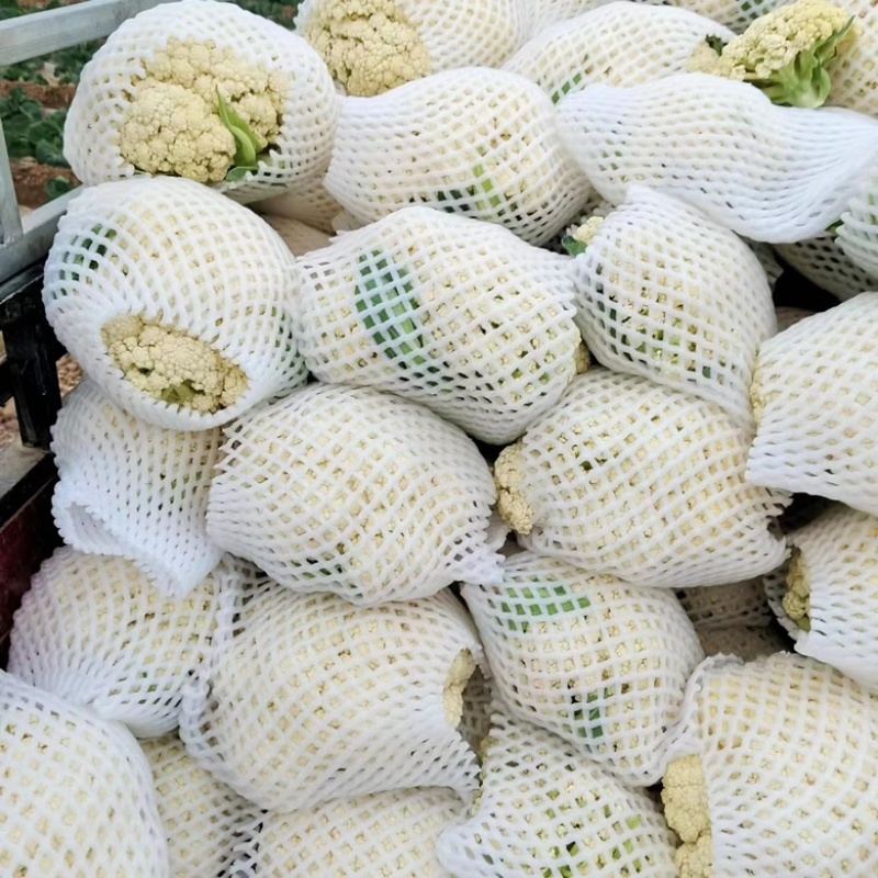 陕西精品松花菜大量上市中产地直供，全国发货