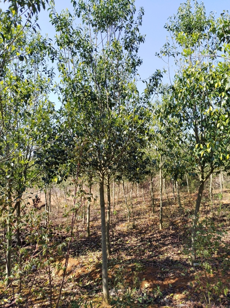 红果冬青量大从优欢迎采购绿化苗木乔灌木冬青