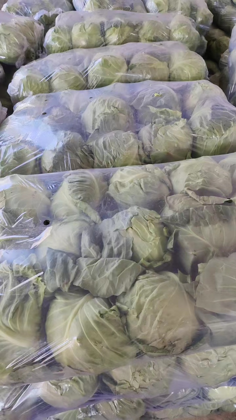 陕西甘蓝大量现货，可全国发货，量大从优，欢迎采购