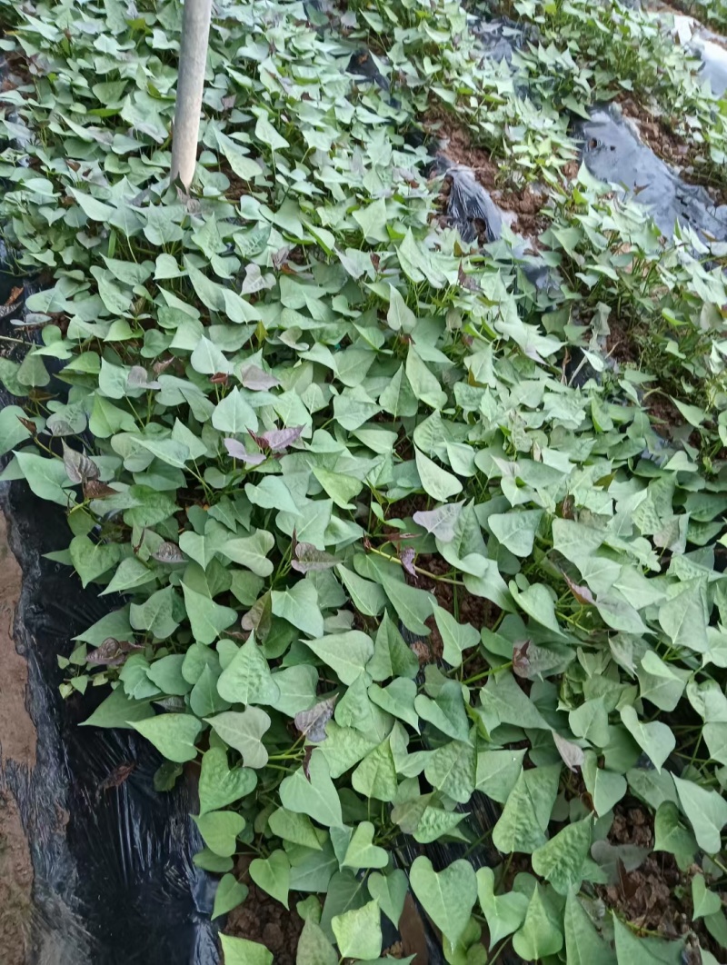 优质脱毒红薯苗西瓜红苗种苗技术指导成活率高欢迎联系
