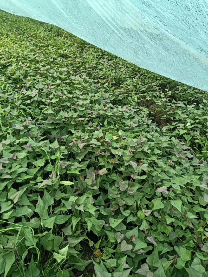 优质脱毒红薯苗西瓜红苗种苗技术指导成活率高欢迎联系
