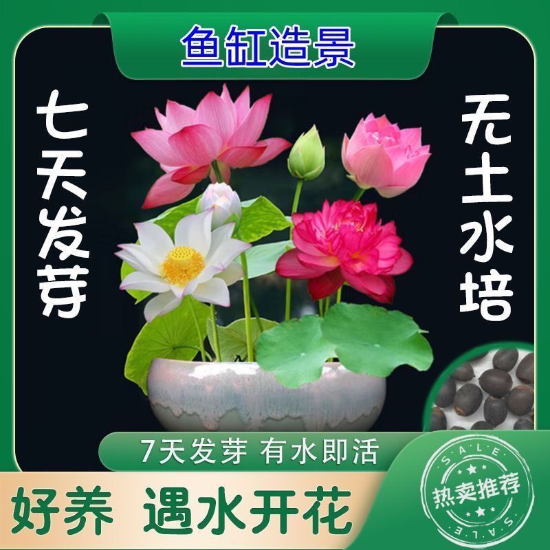 碗莲种四季开花水培水养绿植睡莲荷花无土盆栽花