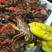 监利小龙虾养殖户直发品质保证一手货源保质保量可视频
