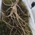 18一20年野生林下参量大从优质量保证欢迎咨询