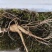 18一20年野生林下参量大从优质量保证欢迎咨询