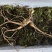18一20年野生林下参量大从优质量保证欢迎咨询