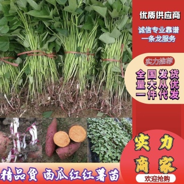 优质脱毒红薯苗西瓜红苗种苗技术指导成活率高欢迎联系