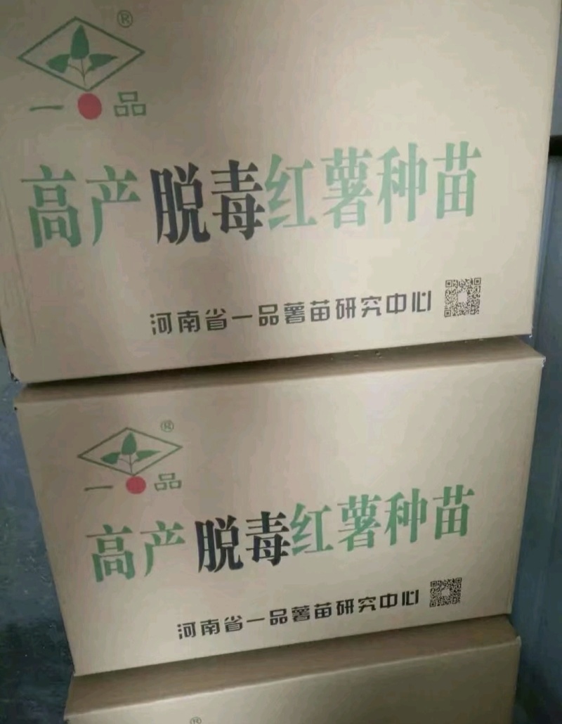 优质脱毒红薯苗西瓜红苗种苗技术指导成活率高欢迎联系