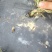 太阳花老庄玫红色