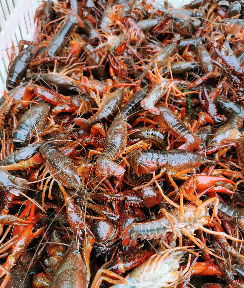 湖北小龙虾各种规格齐全肉质饱满全国发货保质保量