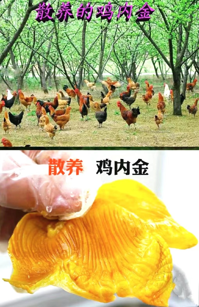 鸡内金鸡内金干片免费磨粉粉干净无杂保质保量包邮