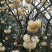 梦冬花《又名打结花，是冬天维一的冬花品种》