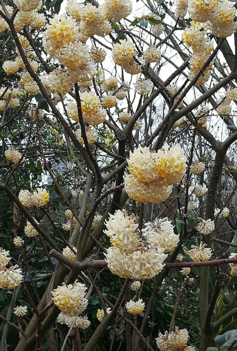 梦冬花《又名打结花，是冬天维一的冬花品种》