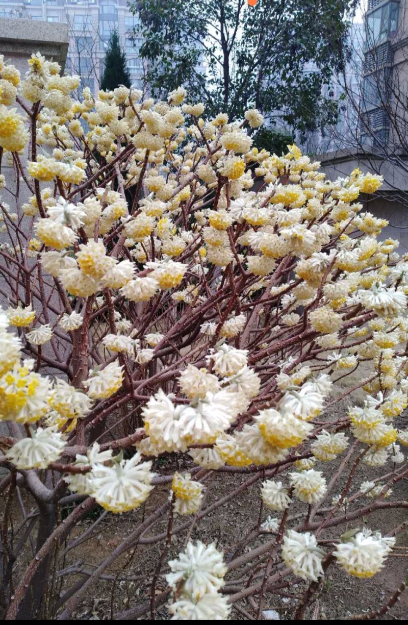 梦冬花《又名打结花，是冬天维一的冬花品种》