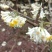 梦冬花《又名打结花，是冬天维一的冬花品种》