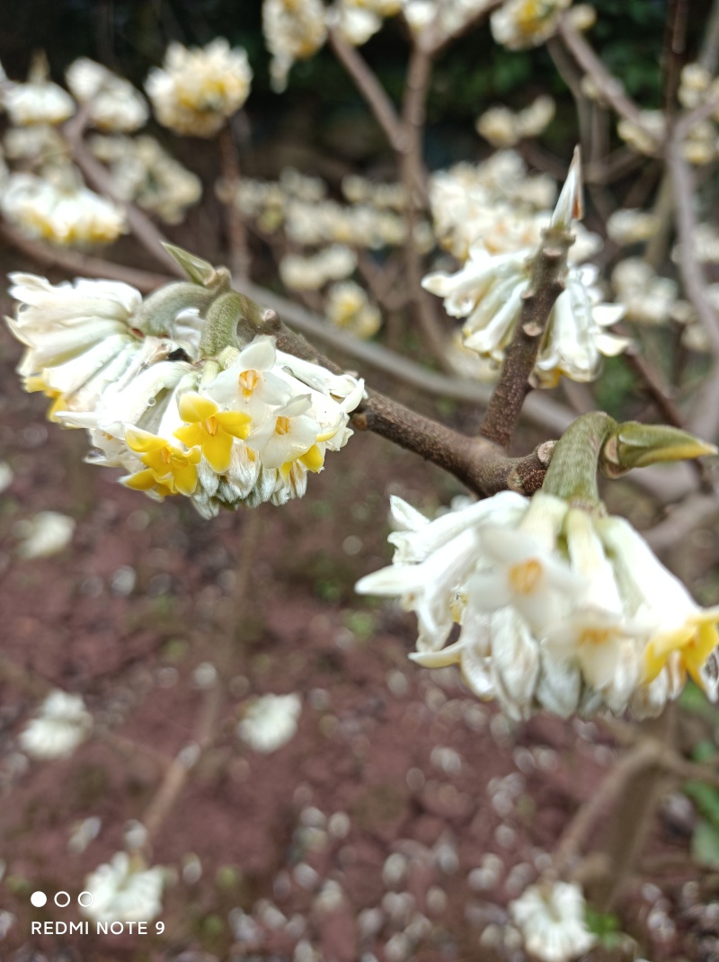 梦冬花《又名打结花，是冬天维一的冬花品种》