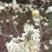梦冬花《又名打结花，是冬天维一的冬花品种》