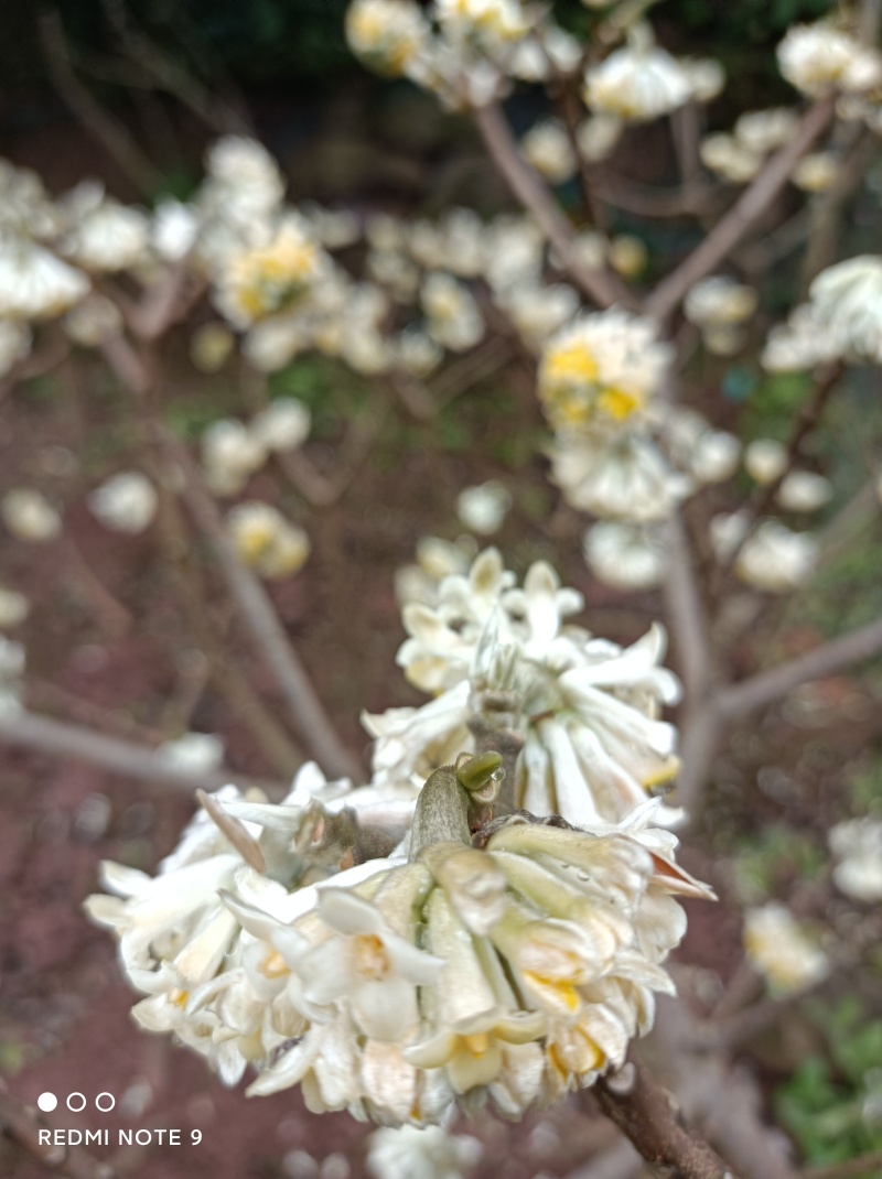 梦冬花《又名打结花，是冬天维一的冬花品种》