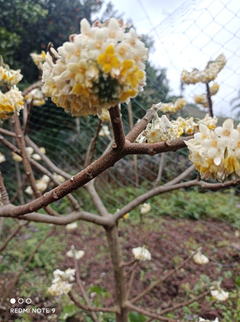 梦冬花《又名打结花，是冬天维一的冬花品种》