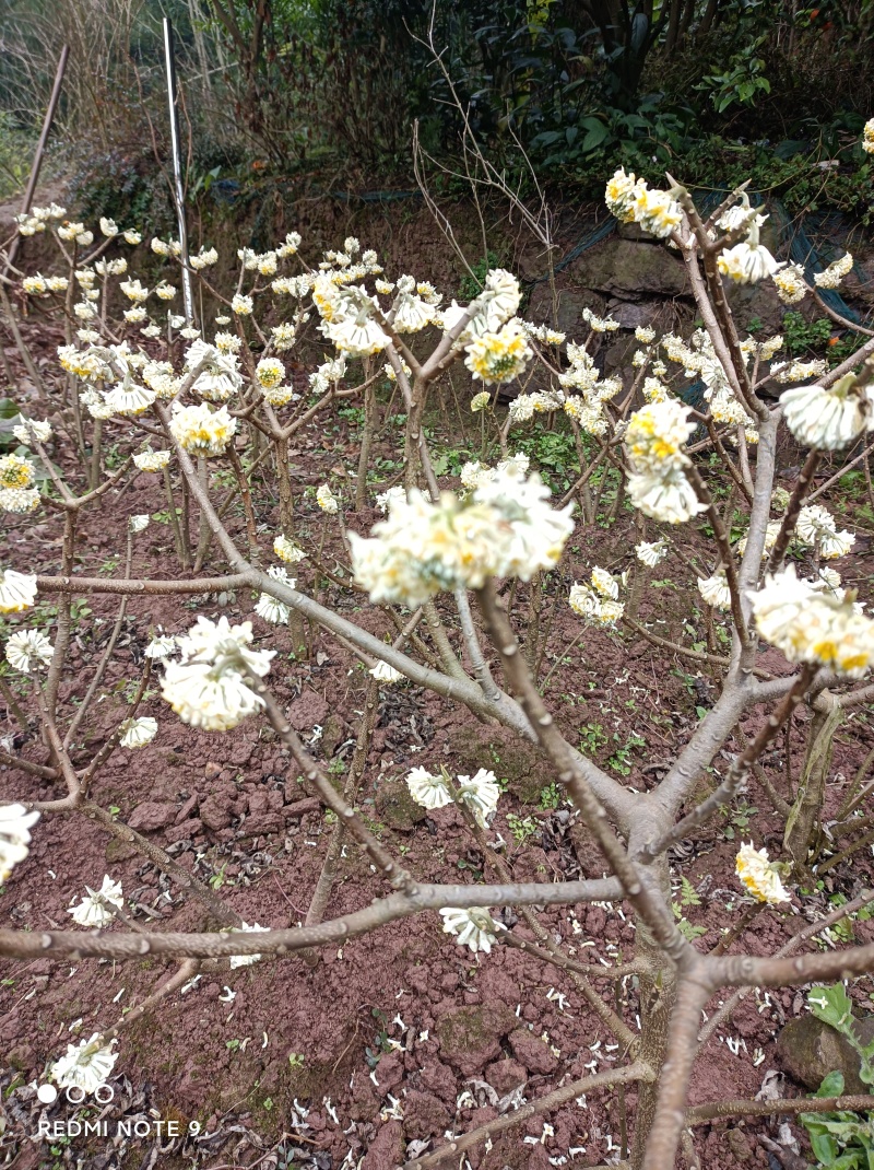 梦冬花《又名打结花，是冬天维一的冬花品种》