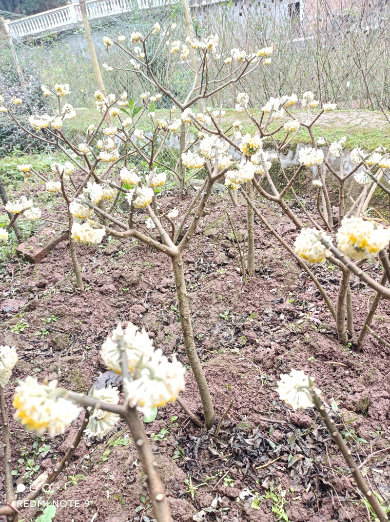 梦冬花《又名打结花，是冬天维一的冬花品种》