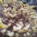 梦冬花《又名打结花，是冬天维一的冬花品种》