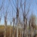香花槐红花槐嫁接香花槐红花槐刺槐国槐各1000万棵