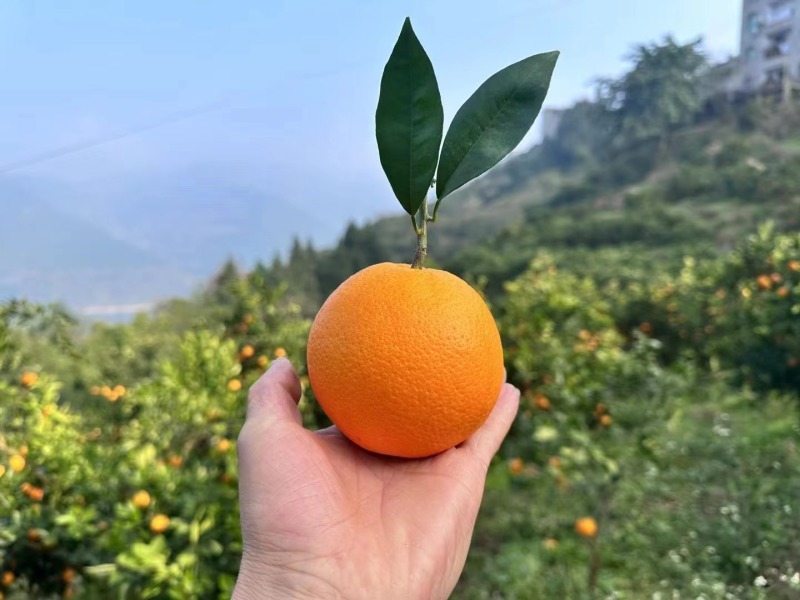 九月红，纽荷尔，果面干净，颜色全红，口感纯甜化渣，个头大