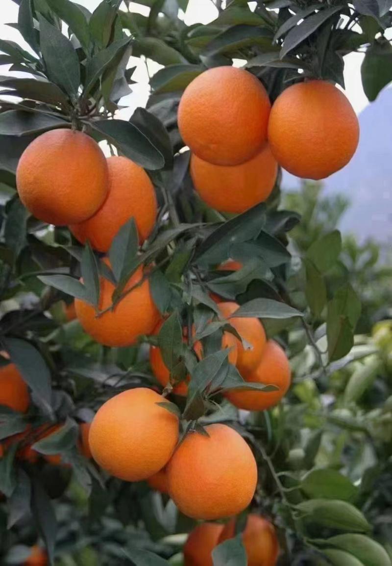 【实力代收】纽荷尔脐橙，脐橙，秭归纽荷尔脐橙可视频看货