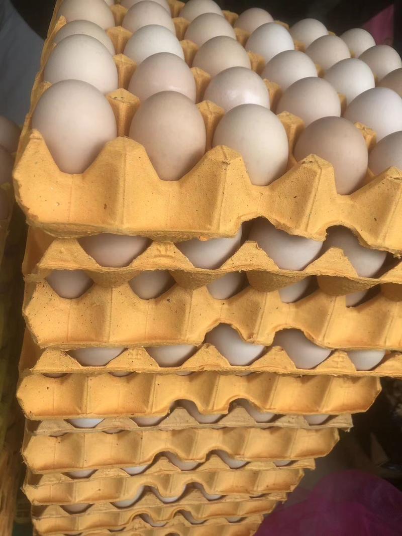精品鸡蛋土鸡蛋粉蛋红蛋白蛋初生蛋一手货源厂家直发