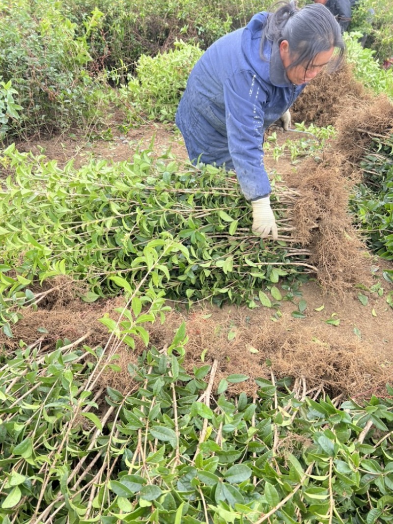 供应四季桂一年苗根须非常发达叶片青绿