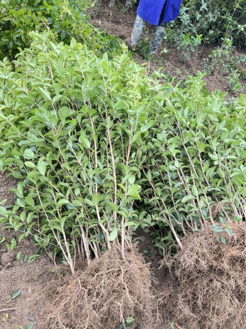 供应四季桂一年苗根须非常发达叶片青绿