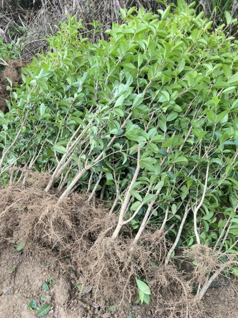 供应四季桂一年苗根须非常发达叶片青绿