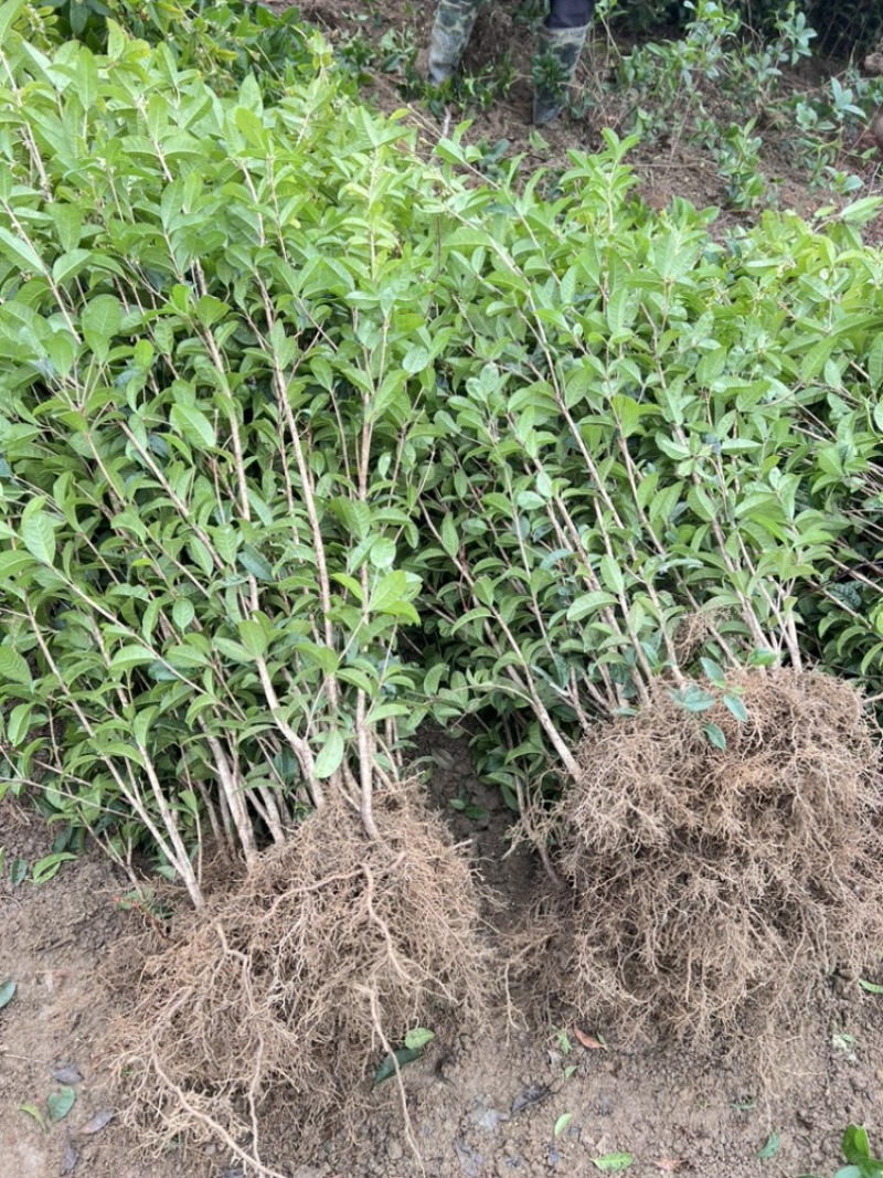 供应四季桂一年苗根须非常发达叶片青绿