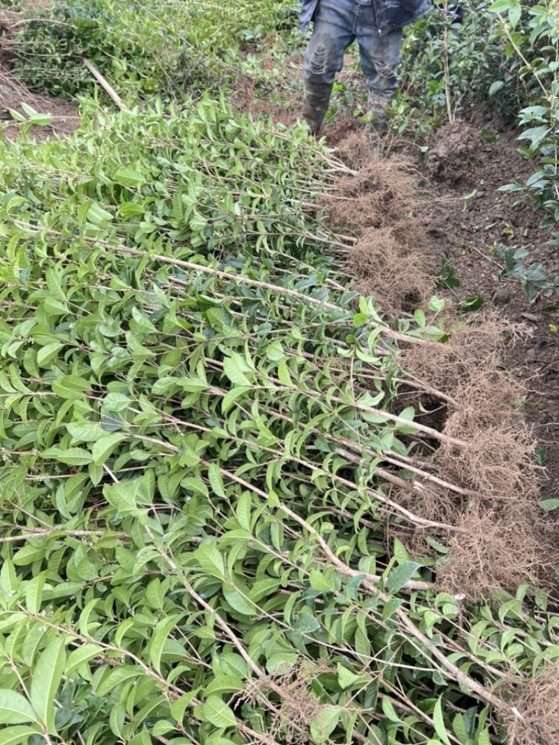 供应四季桂一年苗根须非常发达叶片青绿