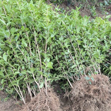 供应四季桂一年苗根须非常发达叶片青绿