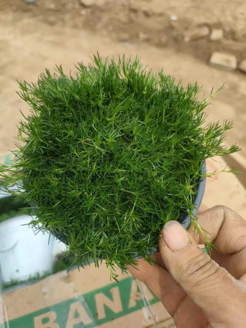 爱尔兰珍珠草