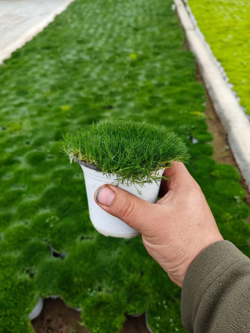 爱尔兰珍珠草