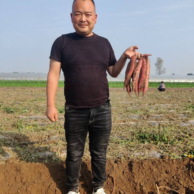 秦薯五号脱毒红薯苗