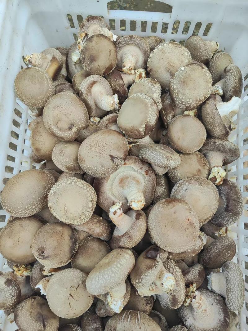 河北香菇，香菇干货
