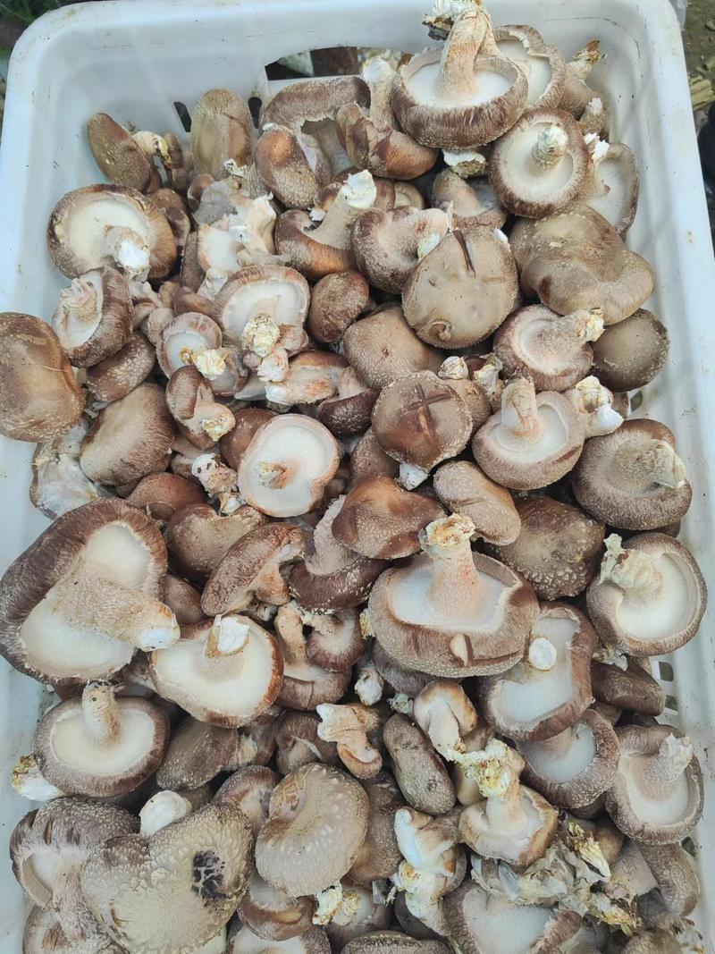 河北香菇，香菇干货