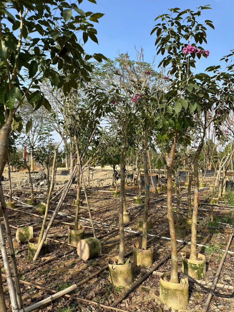 绣球紫花风铃木基地直销规格齐全欢迎来电咨询合作